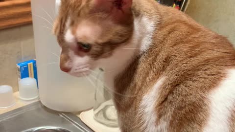 Lucky the cat is thirsty.