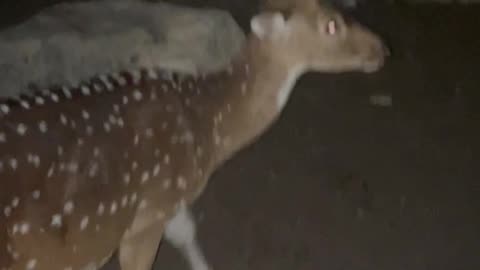 A loud deer