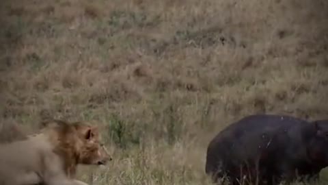 The lion jumped on the hippo's back. The poor hippo was going to be the lion's lunch