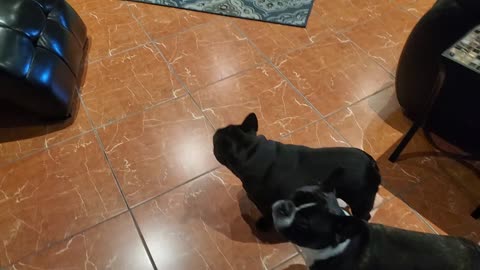 Frenchies Sharing Their BarkBox