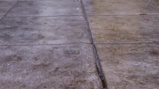 Brown puppy dog playing on wet tiles outside