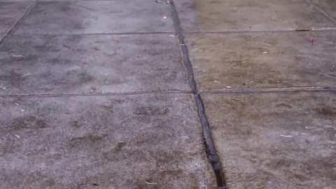 Brown puppy dog playing on wet tiles outside