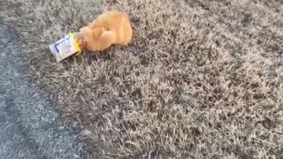 Kitty Gets Head Stuck in Mayo Jar