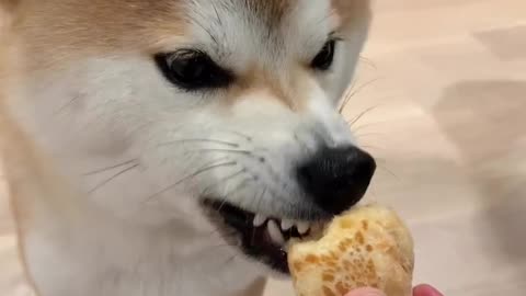 Funny dog eating 🐶 Joy Funny Factory