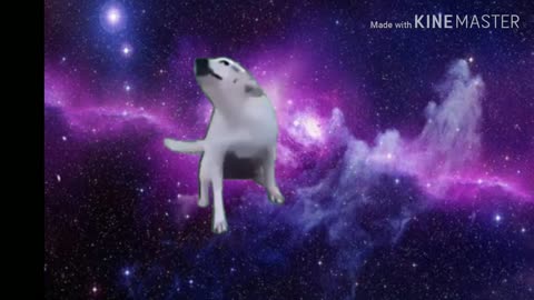 look at this Dog dancing in space