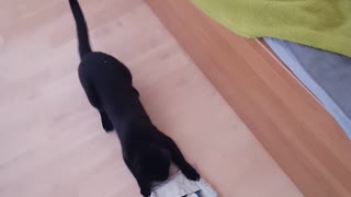 Playful Kitten Makes It Impossible To Clean The House