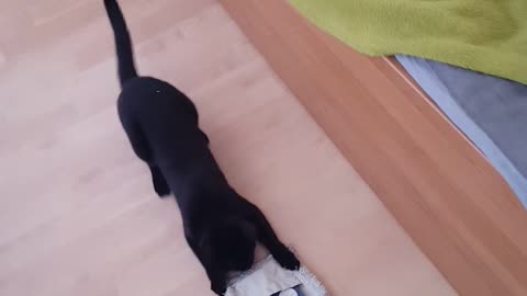 Playful Kitten Makes It Impossible To Clean The House