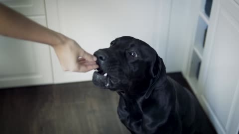 Feeding a black dog 1#