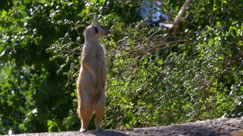 attention meerkat