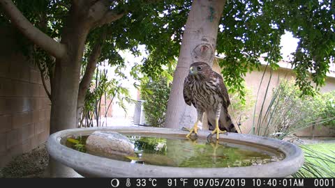 Juvenile Cooper's Hawk