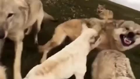 The Dog is so Brave to bite the Wolf