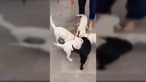 Funny Dogs Playing Funny Games🐕🐕😸🙀