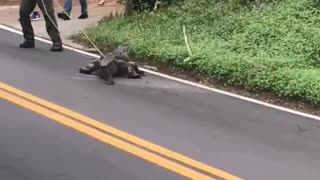 Alligator Tries to Evade Capture