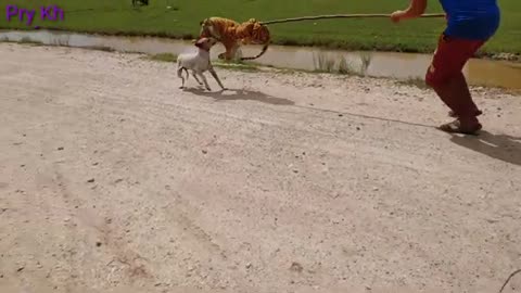 Wow!!! Why You Prank Me!!! Fake Tiger Prank Dog Run So Funny Action