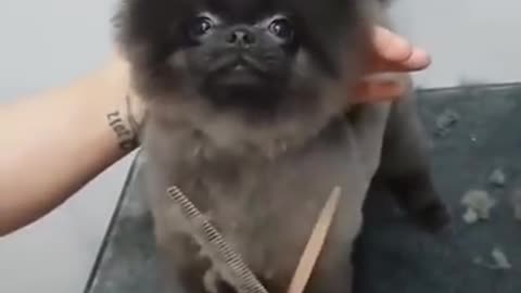 How to get a dog haircut with so much fun