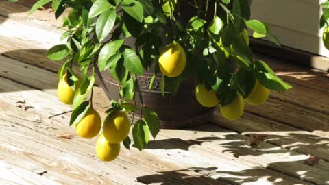 Lemon Tree Grown in a Pot