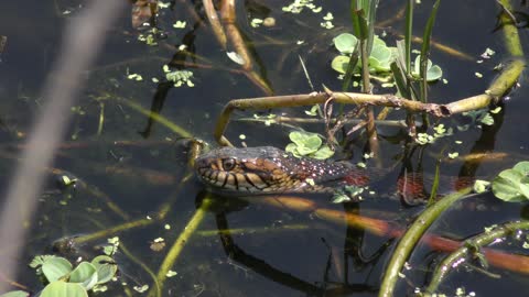 banded water snake in Florida wetlands