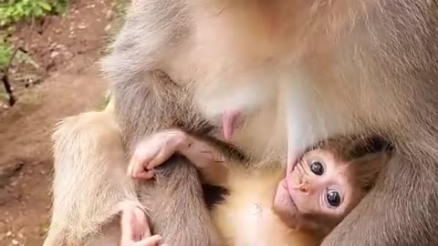 Adorable Baby Monkey You Should Skip Watching #6