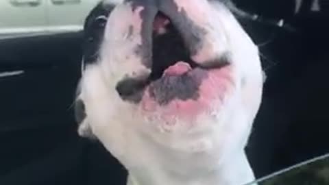 Dog sings like human