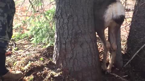 Deer Trapped Between Two Trees When Hunters Come to the Rescue