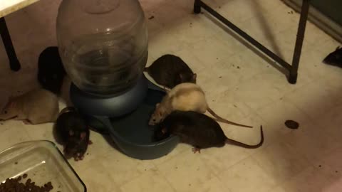 Inside the Home of a Rat Hoarder