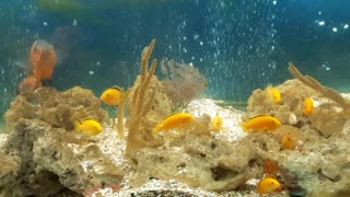 Golden fishes in aquarium