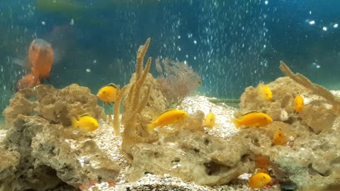 Golden fishes in aquarium