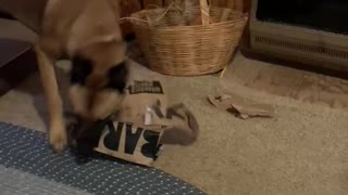 Getting new toys are like Christmas morning even for dogs