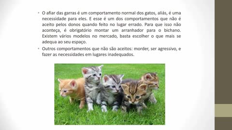 Como Adestrar Um Gato Filhote