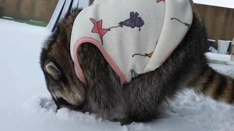 Pet raccoon hunts for almonds buried in the snow