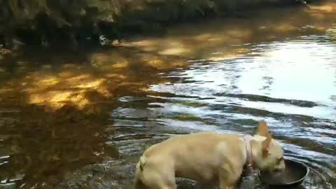 French Bulldog only drinks from bowl while standing in freshwater stream