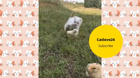 Cat with Chicken