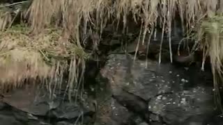 cute cat on an adventure to see a waterfall