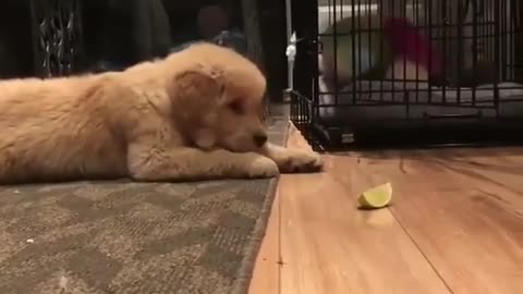 Dogy Trying to Eat Lemon For First Time