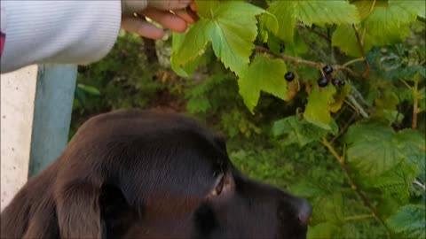 Labrador eats blackcurrants