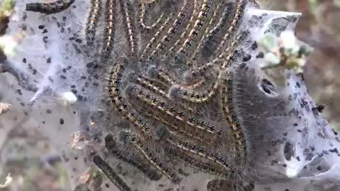 Tent moth caterpillar nursery