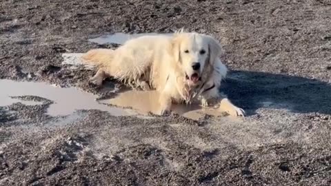 Muddy Adventures: Duglas the Golden Retriever's Playful Roll!