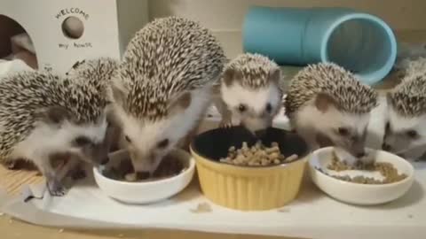 Hedgehog Family Eats Meal Together Today evening