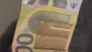 Tiny Pup Takes Off With Cash