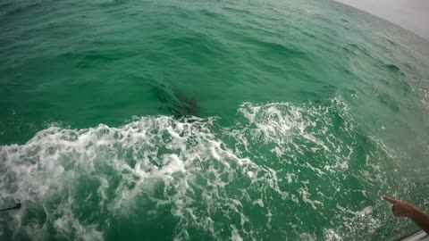 Shark Chips a Tooth Biting My Boat