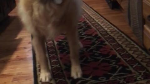 Golden retriever excited about getting food