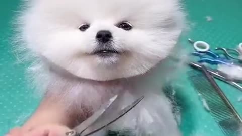 Wow the best dog in the world is cute and beautiful. Dog haircuts. Styles dog. The little cute dog is the number one dog in the world. You have never seen such a dog before