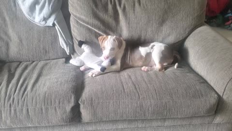 Puppy loves playing with his stuffed cow