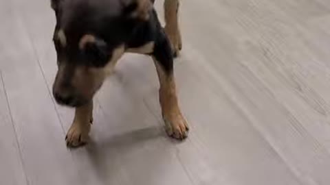 Baby Dog Dancing in the home| Best funny videos.