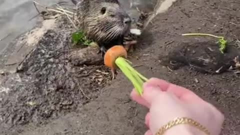 Cute Beaver Takes a Piece Of a Carrot