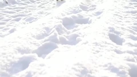 cat walking through the snow