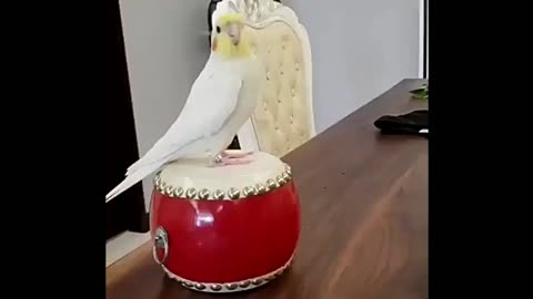 This kind of bird beats the drum with skill