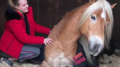 Joyful Horse Smiles While Getting Scratches From Her Human