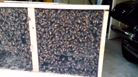 Package of Honey Bees