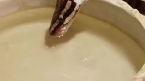 Snake drinking water sneezes